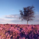3250 Falling Edge Heather Chris Gilbert, Ravenseye Gallery, Peak District, Photographs, Courses
